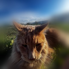 jaqxt