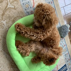 H.O.T.D（スクデ）