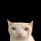 sen