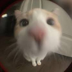 poco