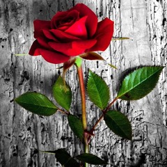 𝒩𝒾ℯ𝓌ℯ ℳ𝓎𝓎