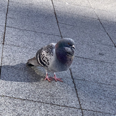 Stream 1 3の純情な感情 Siam Shade アニメ版size By Po Po Po Listen Online For Free On Soundcloud