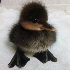 Cherdduck