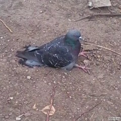 ruma