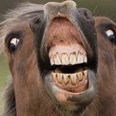 Dahorsey1209