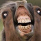 Dahorsey1209