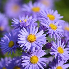 خواتيم سورة الفتح