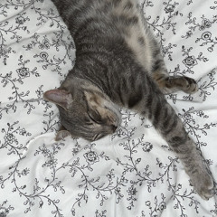 meowww