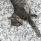 meowww