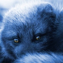 Serge blue