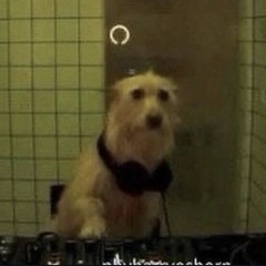 barkboy