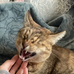 lillyb