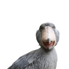 big ol' bird