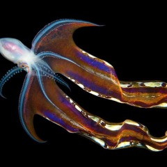 Eleanor Ahslund-Glass