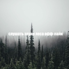 слушать звуки леса оффлайн