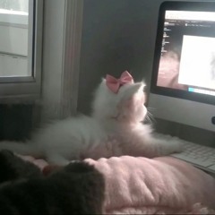 meowwwww