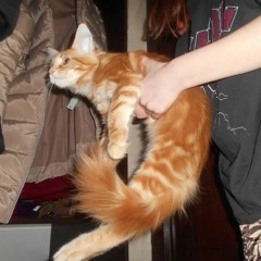 Xacaki