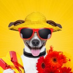 dogflower