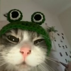 Baby frog