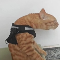 suyu
