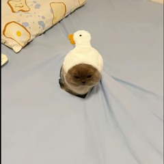topolinypuh