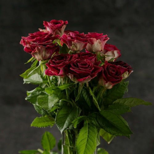 Start Over (feat. Chloe Sagum) (Acoustic)