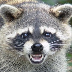 Rent A Raccoon