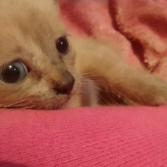 michi