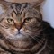 flyingkittens99,