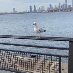 🐦
