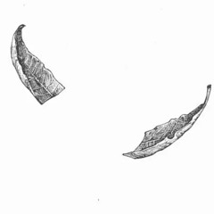 XIANG