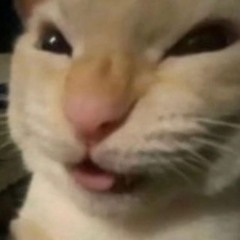 ⓢⓘⓛⓛⓔⓗ    ⓡⓞⓞⓣⓚⓘⓣ