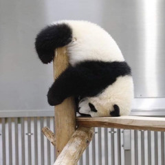 진무다