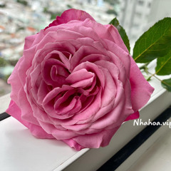 Võ Ngọc Anh Trâm