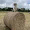 jake_hughes