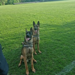 Ells shep
