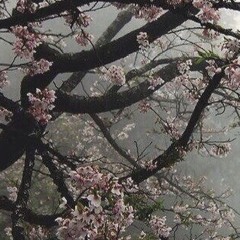 ダークダイナスティス