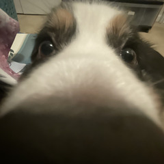 Vengence