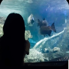 Chanh Anh