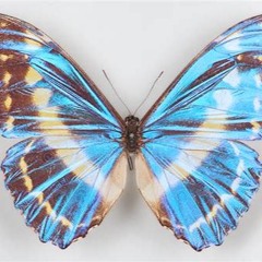 Metamorphosis