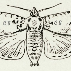 CollectingButterflies