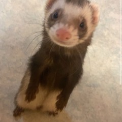 Ferret Beatz