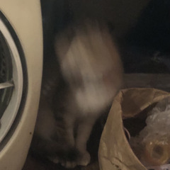 ng việt gốc cây