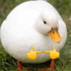 shy duck