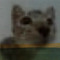 SAD CAT4037