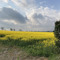 Vinch
