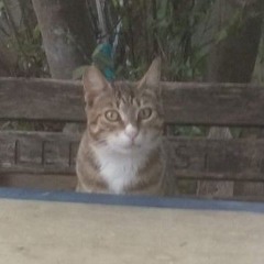 ma bilo