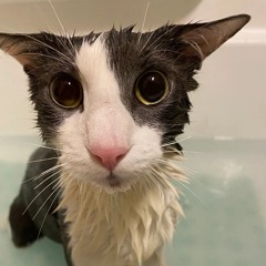 soggycat_jpg