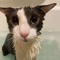 soggycat_jpg