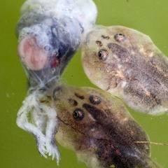 Tadpole Annihilation